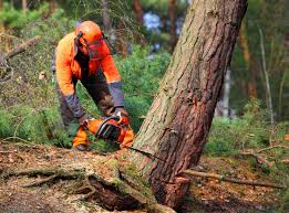 Best Fruit Tree Pruning  in El Sobrante, CA